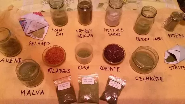 Maļu augu pulverīšus. Savvaļas augos ir daudz vairāk uzturvielu nekā kultivētajos. Vāksim 