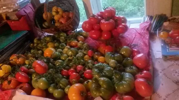 Mana otra lielākā kaislība. Tomāti. Pašaudzēti no sēkliņas!