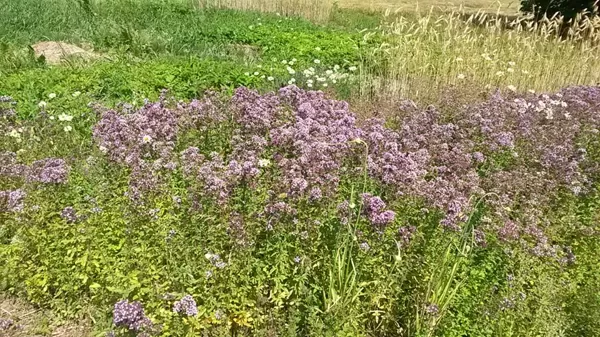 Mana dvēseles zāle - dušica -  raudenīte. Būtu gan jāsaka - dziedenīte. :) 