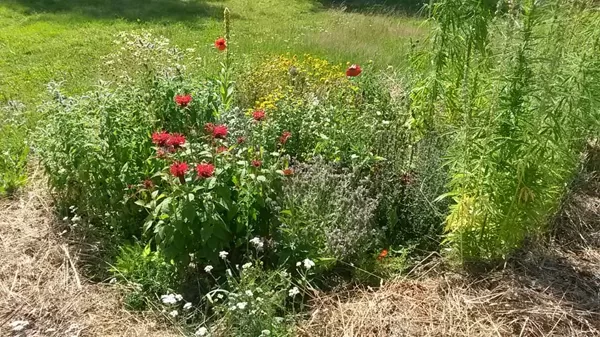 Monarda/bergamote - smaržīga, garšīga tēja. Vizuāli efektīva maisījumos.ASV indiāņu tēja